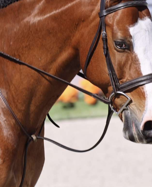 Close portrait of a bridled chestnut horse